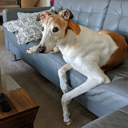 image of Dudley the Greyhound chilling on the couch, looking at me with the tip of his tongue hanging out the side of his mouth