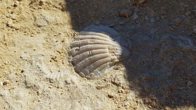 Fósiles - El Playazo de Rodalquilar
