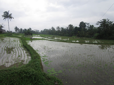 Terrazas de arroz y palmeras en Bali