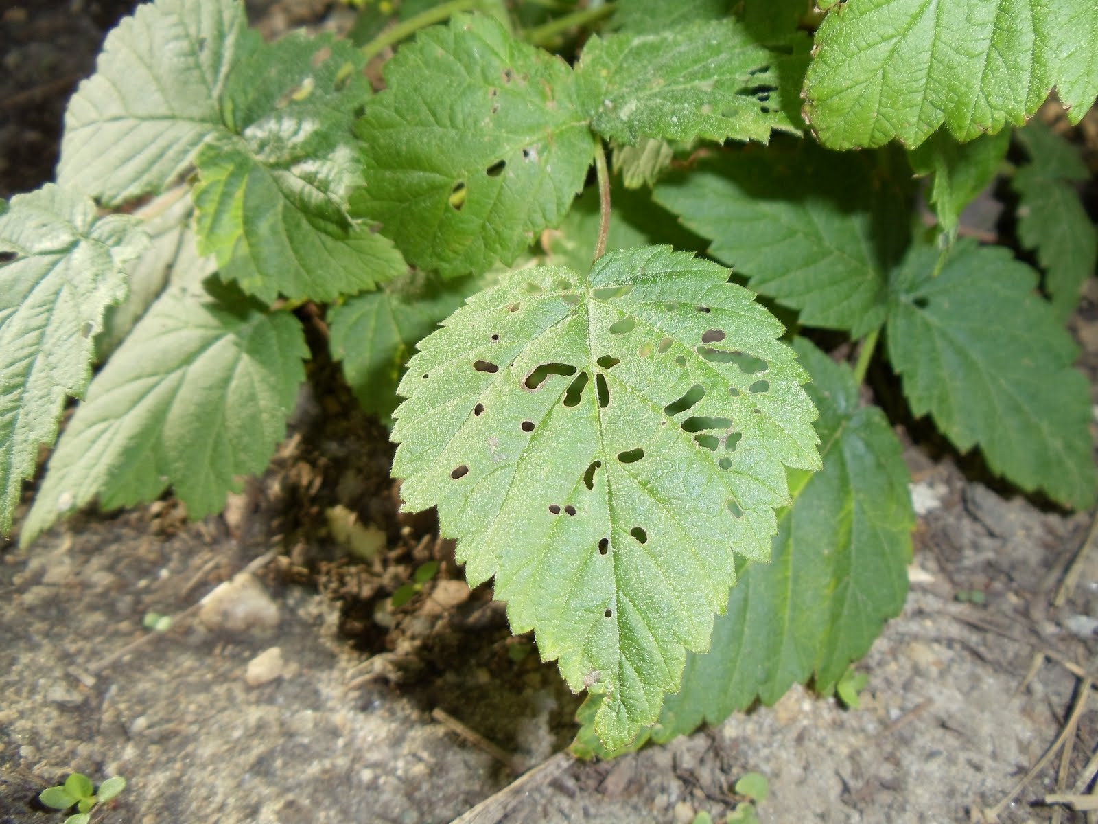 Debbie's Potager Pest Attack (Already?!!)