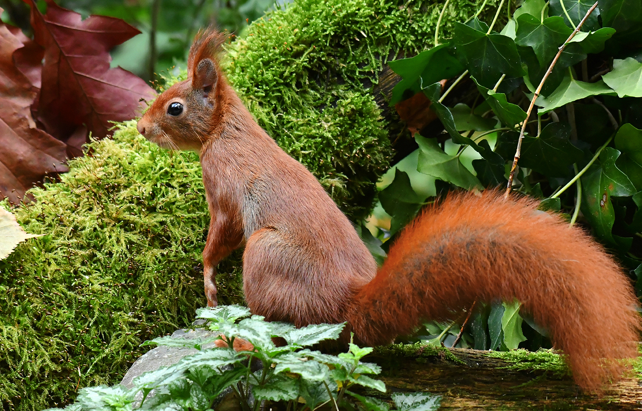 Jozef van der Heijden Natuurfotografie De