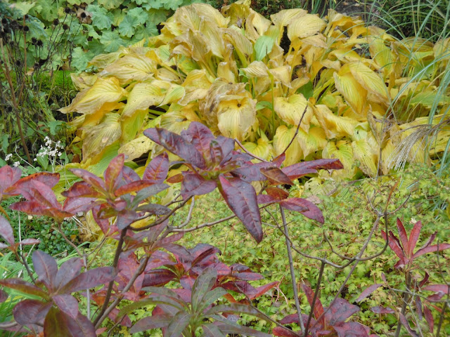 hosta i azalia wielkokwiatowa