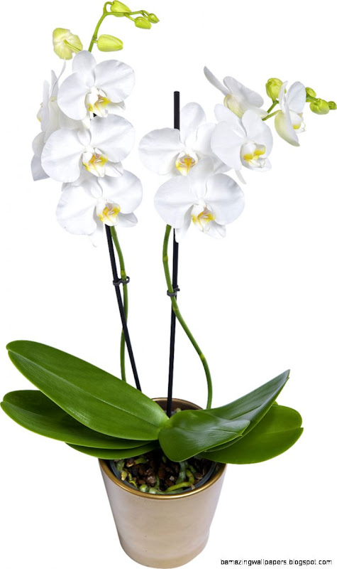 plants   O   Orchis   Page 3