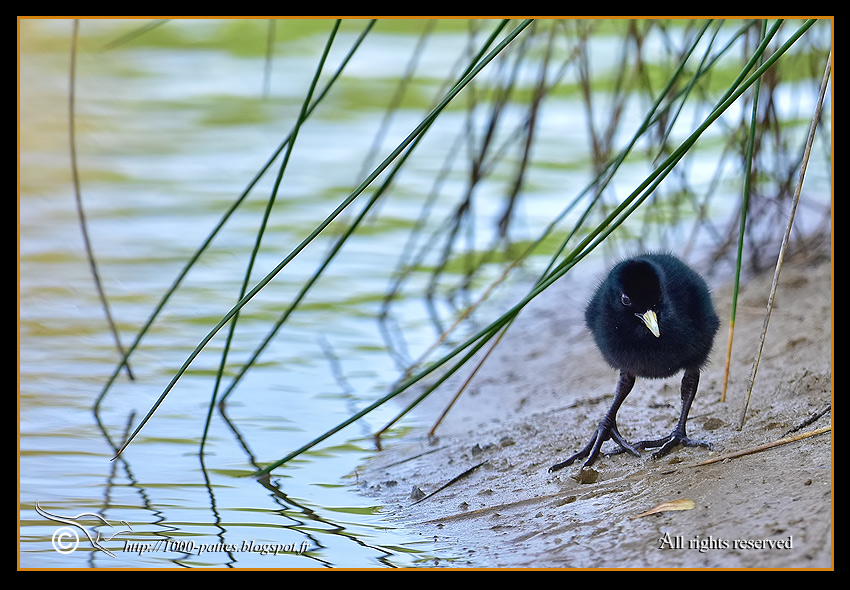 Rallus aquaticus - http://1000-pattes.blogspot.com/