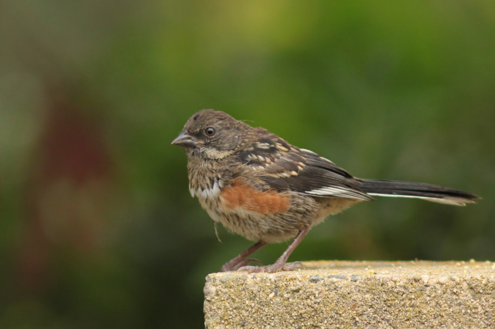 The Backyard Birder Juveniles make bird identification tricky this