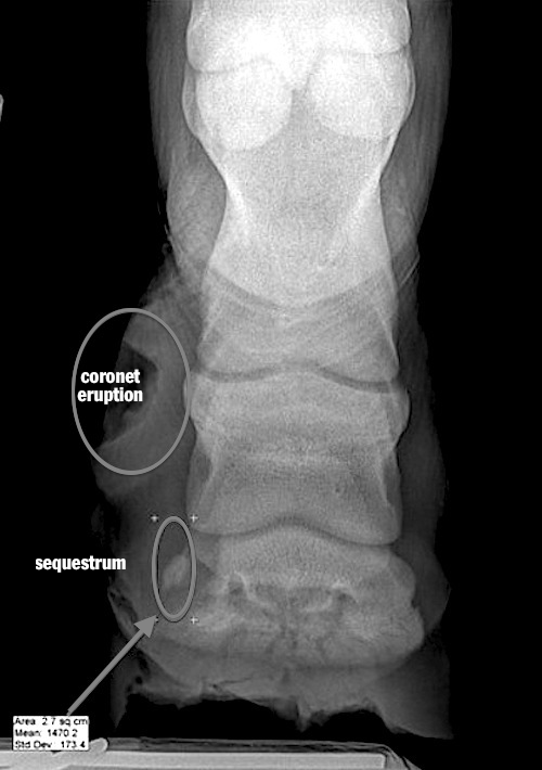 Fran Jurga`s Hoofcare + Lameness On the Case Foal Foot Bone Sequestrum Infection, Surgery and