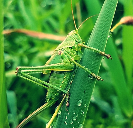 13 Ciri-Ciri Belalang 13 Ciri-Ciri Belalang
