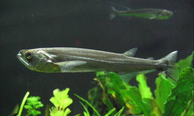 Jensi Ikan Predator Air Tawar Yang Unik Dan Populer Dipelihara Di