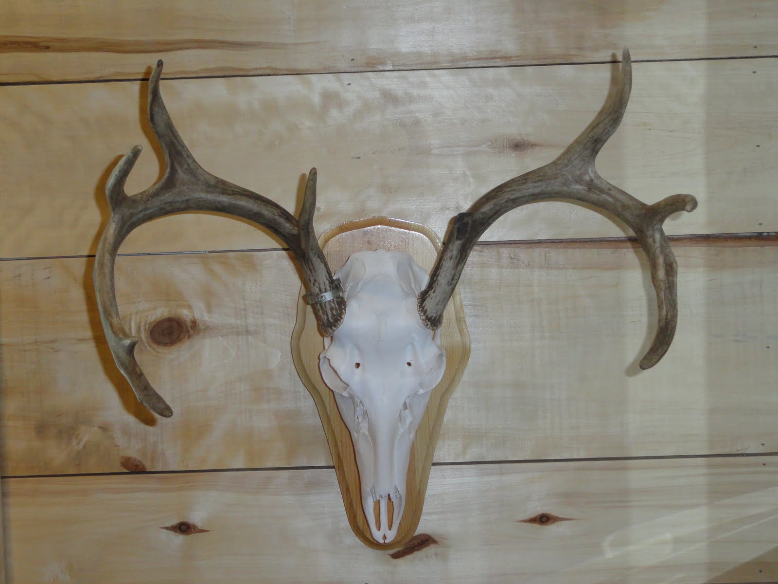 Silver Creek Taxidermy
