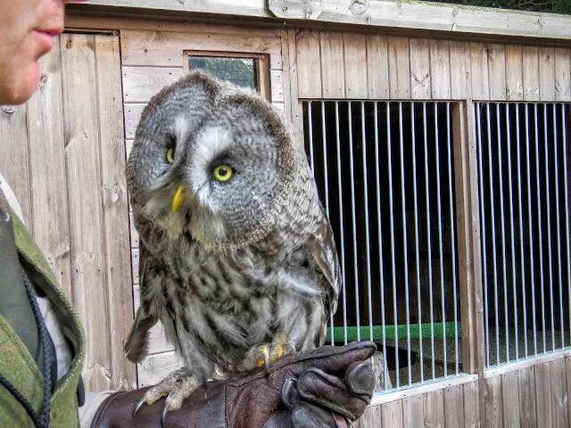 Gandalf the Great Grey Owl at Mount Falcon estate in County Mayo, Ireland