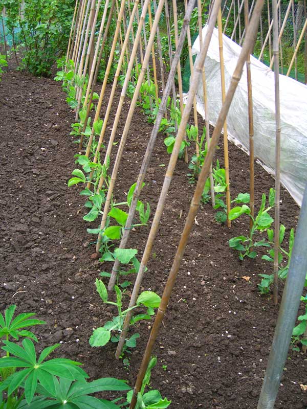 Allotment Garden How I Grow Exhibition Sweet Peas
