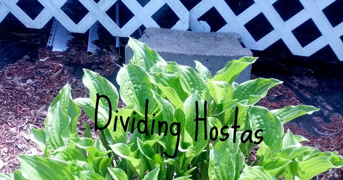 The Rotter Homestead How to Divide Hosta Plants You never need to