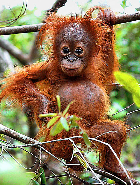 Orangutans - Pets Cute and Docile
