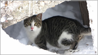 Iarna la Cazino 09.01.2017 Winter Casino Constanta