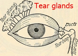 About Eyes in Hindi आँशु के बिना आँखे | No Tears In Eyes
