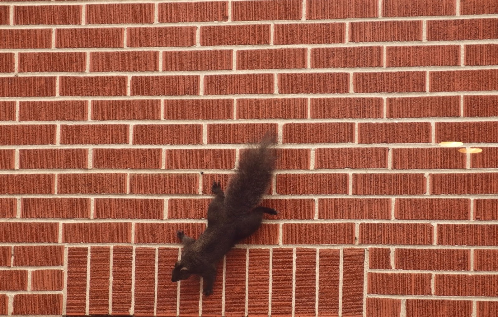 the golden fish squirrel on bricks