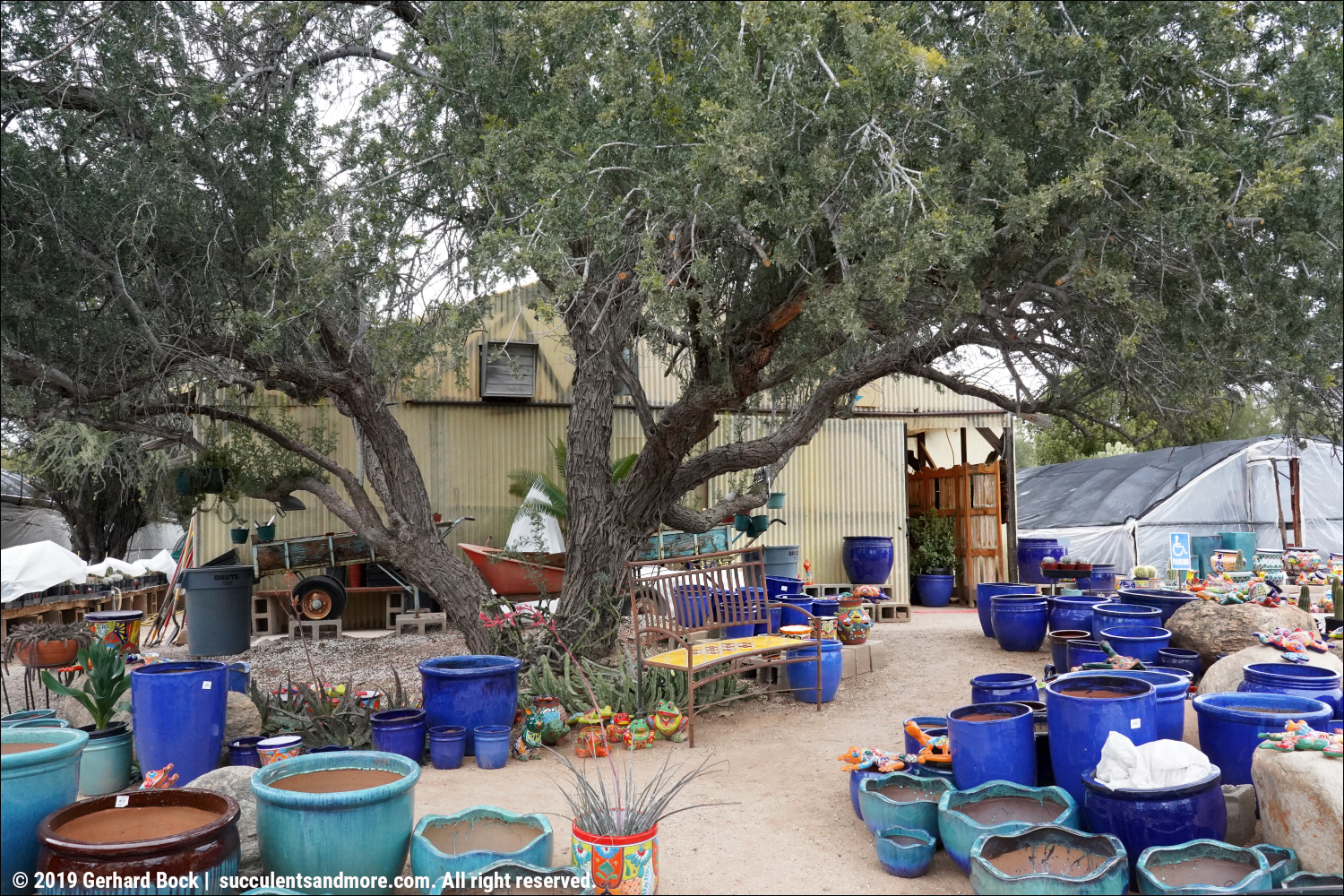 Bach's Cactus Nursery in Tucson on a chilly winter day