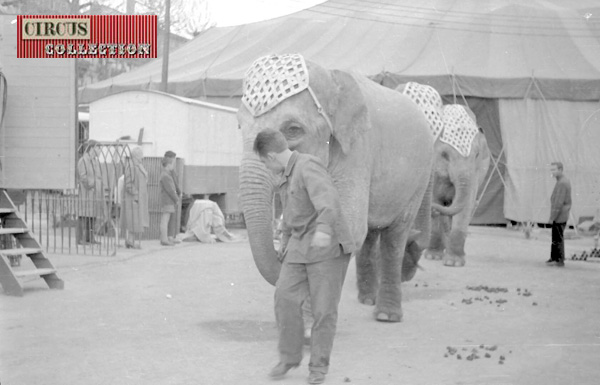 les éléphants du Cirque Napoleon Rancy