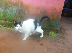 The Farmhouse cat of " Dudhsagar Riverside Guesthouse"