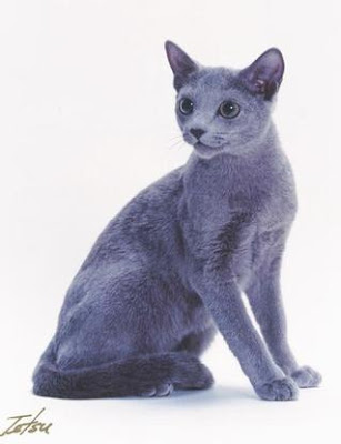  sitting russian blue cat