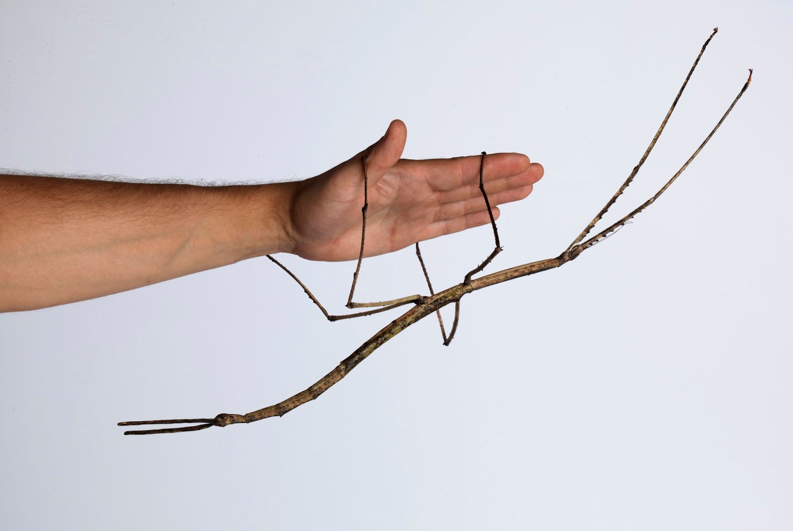 Biologia-Vida: O Maior Bicho-Pau do Mundo! / The Biggest Stick Insect ...