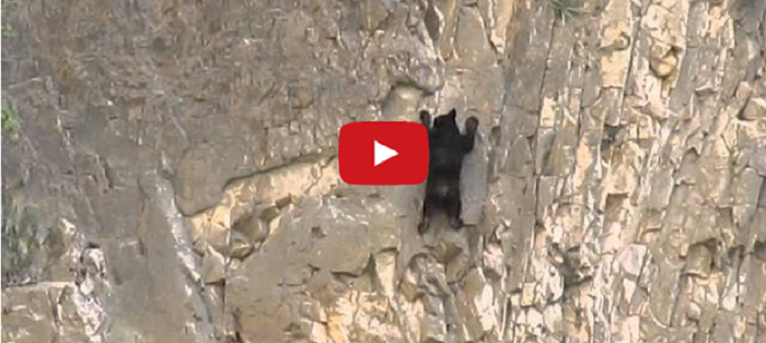 Watch: Incredible Rock Climbing Black Bearsv