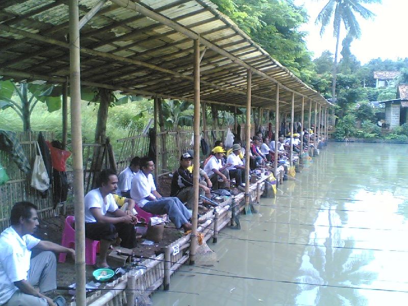 Cara Membuat Umpan Ikan Mas Dengan Pelet Jitu Murah