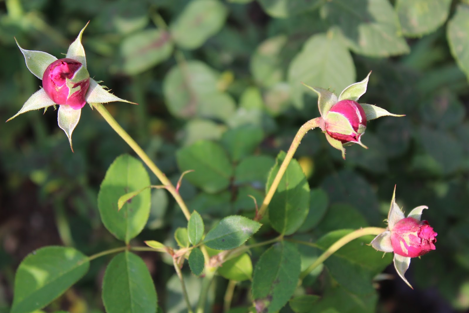 Promesse de roses: Mon jardin encore bien fleuri