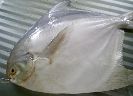 Racikan Umpan Ikan Mas Kolam Air Keruh Terbukti Ampuh Dengan Menggunakan Essen Barracuda Kualitas Terbaik Yang Dapat Meningkatkan Rating Stike Para Pema Ikan Mas