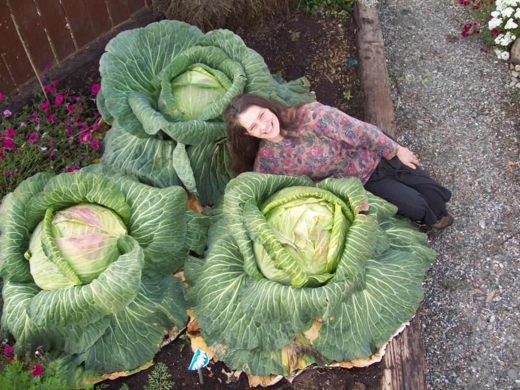 Giant cabbage Growing a giant cabbage