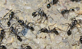 Aenictus ant workers
