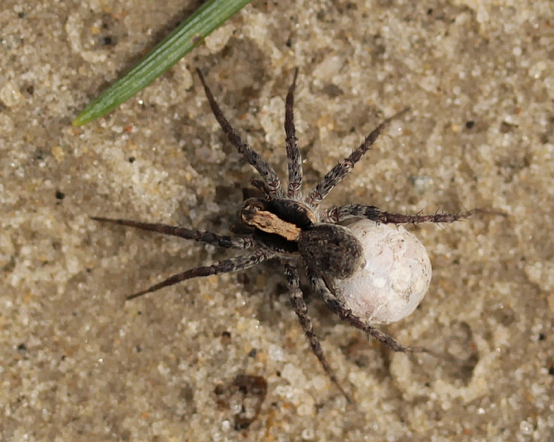 Geocaching 'Versteck magnetisches Insekt Spinne Spider mit Logstreifen NANO 
