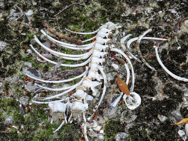 Skeleton of a small mammal at Weedon Island Preserve near St. Petersburg, Florida