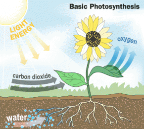 Untuk cahaya matahari dapat menggunakan tumbuhan energi makanannya tumbuhan sendiri membuat Apa yang