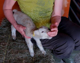 Image: Lambs on the HenSafe Smallholding