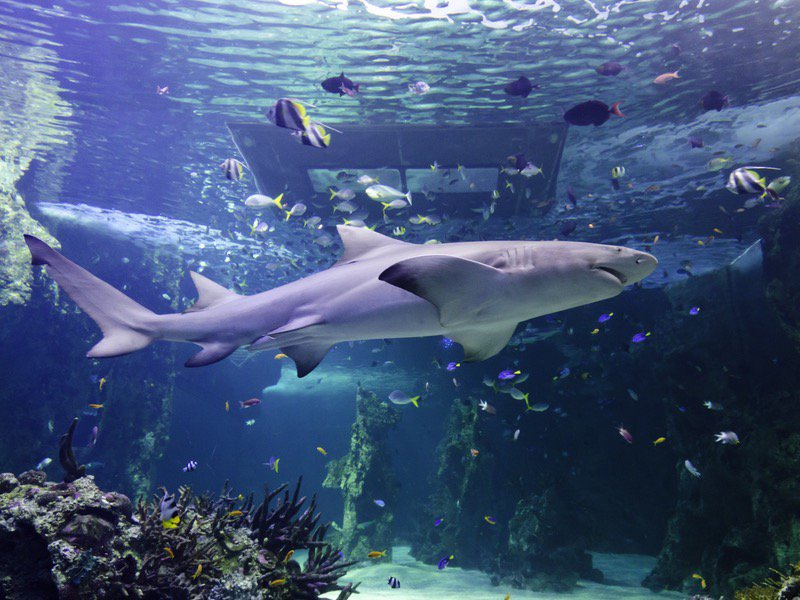 The Holiday and Travel Magazine SEA LIFE SYDNEY AQUARIUM DARLING HARBOUR