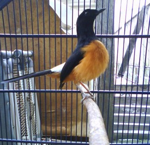 3 Ciri Fisik Burung Murai Batu Borneo Paling Akurat Yang Sudah