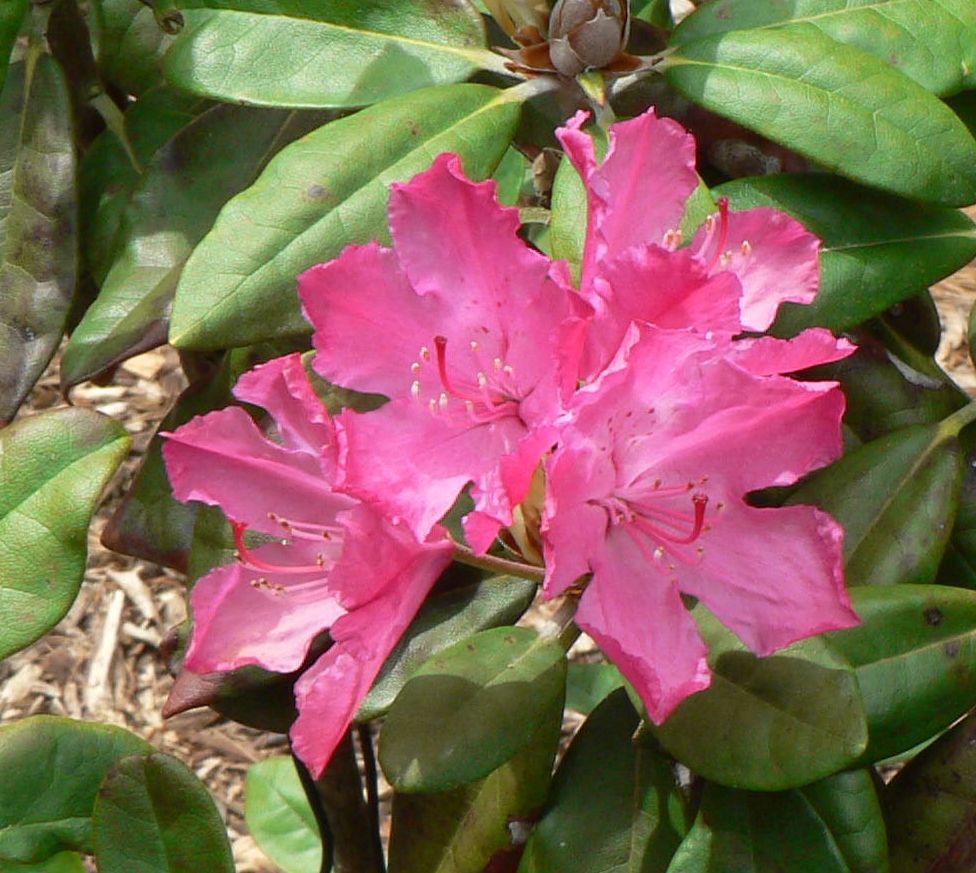 Visit My Garden: Finnish Rhododendrons at the Arboretum