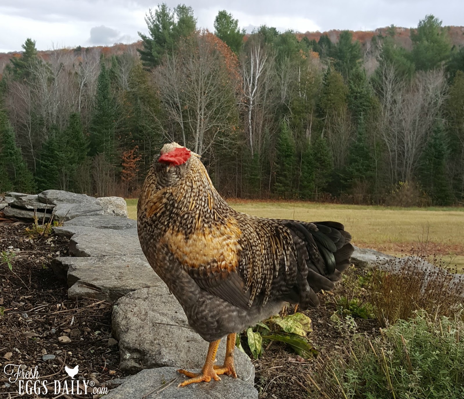 Chicken Feed Guide Chick to Laying Hen Fresh Eggs Daily® with Lisa