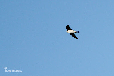 Avión común - Northern house martin - Delichon urbicum Separado de la superficie, volando a más altura se alimenta de los mismos insectos voladores pero caza en altura para no competir con las golondrinas.