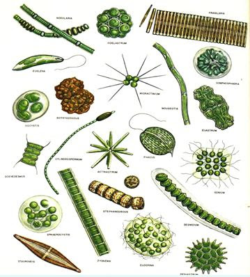 Protozoa dan alga termasuk ke dalam kingdom Protista. Namun, Protozoa