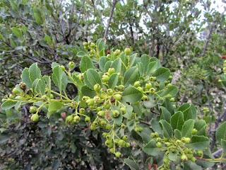 Toyon, Heteromeles arbutifolia, Rosaceae (Rose Family), Rancho Santa Ana Botanic Garden