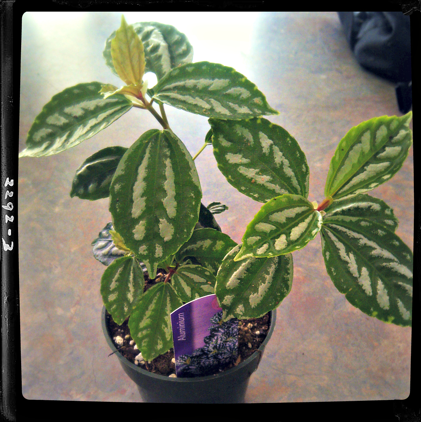 outlawhome Watermelon Plant (Easy Houseplants)