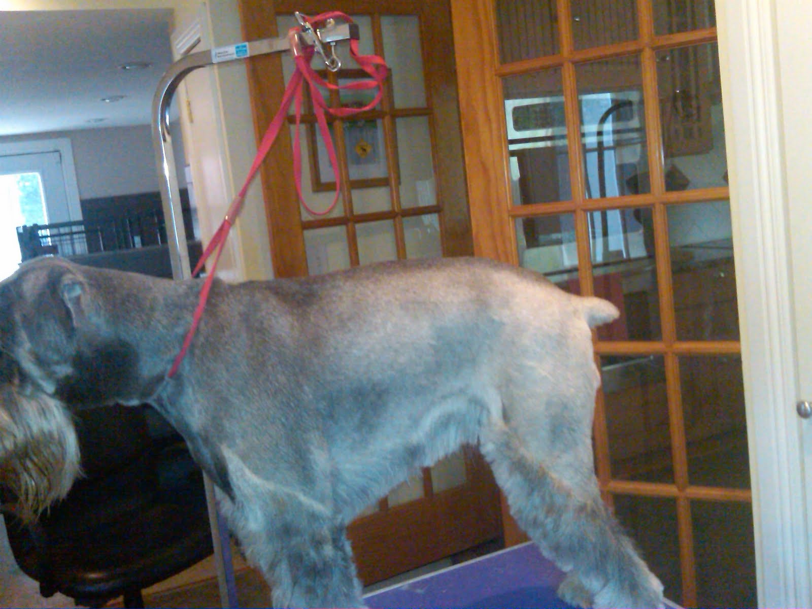 Standard Schnauzers in Virginia Zoe is ready to be groomed!