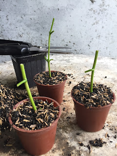 newly planted premna cuttings