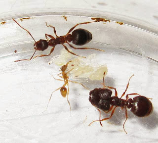 Median, minor and major worker of a rare trimorphic Pheidole species