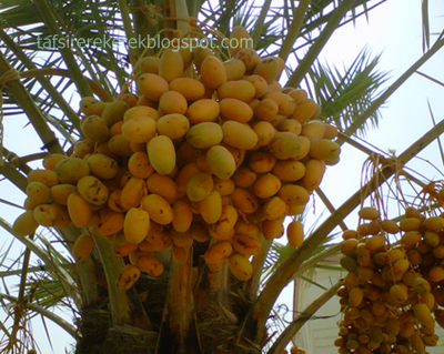 9 Tafsir Mimpi Makan Buah Kurma Menurut Erek Erek 2d 3d 4d Tafsir Erek Erek