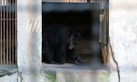 Precisando de reformas, zoológico do Parque Estadual de Dois Irmãos abriga mais de 530 animais, como o chimpanzé Foto: Marília Banholzer/NE10