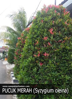 2 Cara menanam Pucuk Merah (Syzygium oleana)