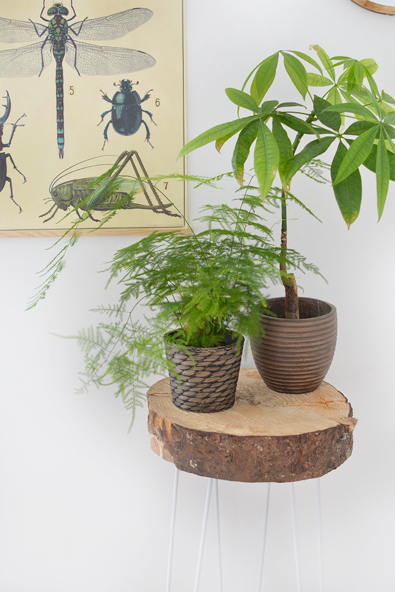 hairpin leg plant stand hack